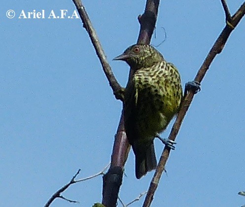 Sharpbill - Ariel Fonseca