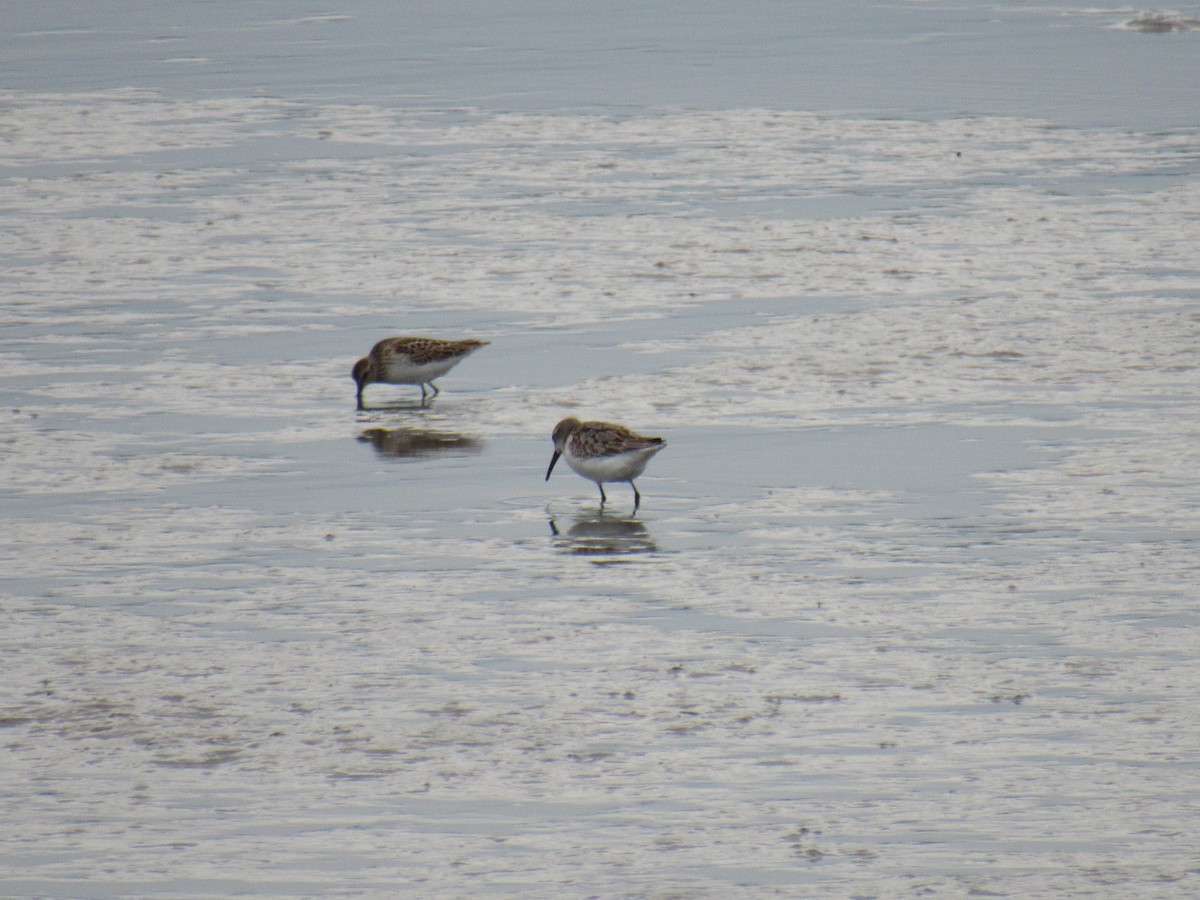 Western Sandpiper - ML259956491