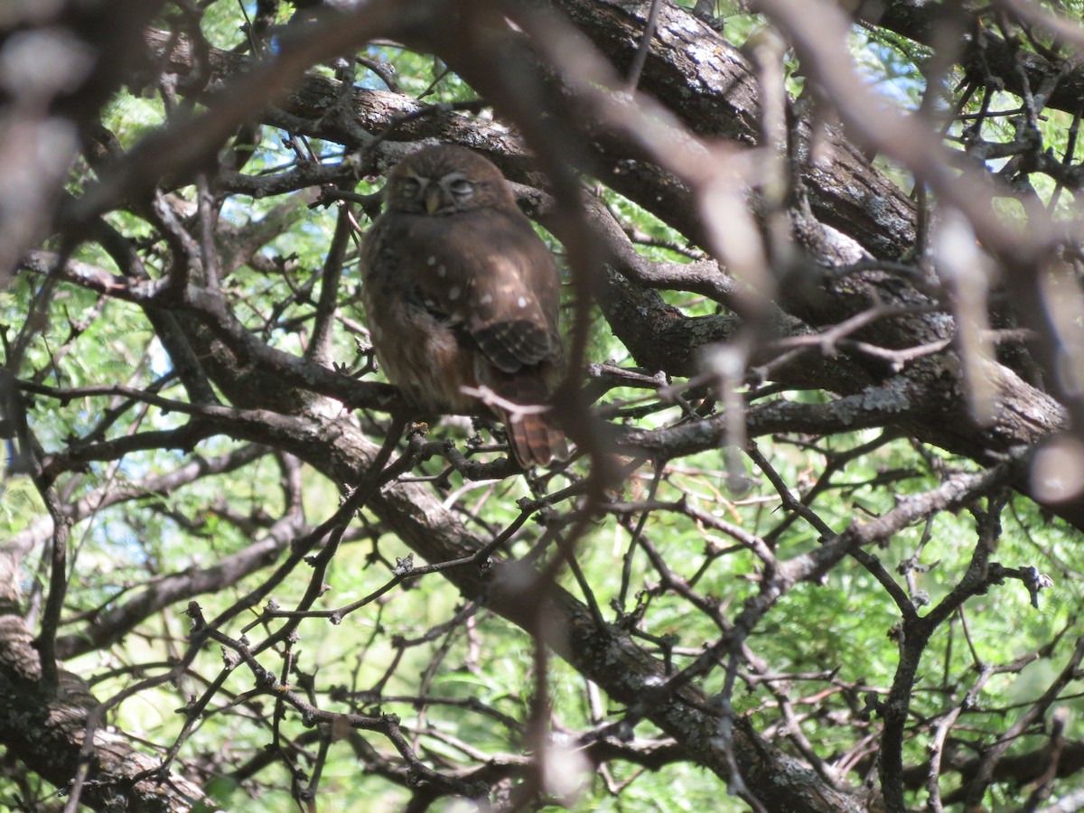 Ferruginous Pygmy-Owl - adriana centeno
