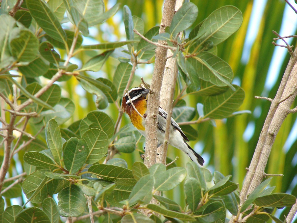 Western Spindalis (Bahamas Black-backed) - ML259958001