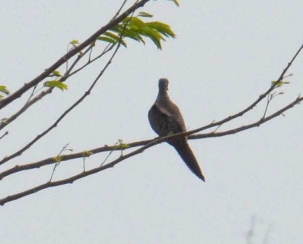 Mourning Dove - Jennifer Wolcott