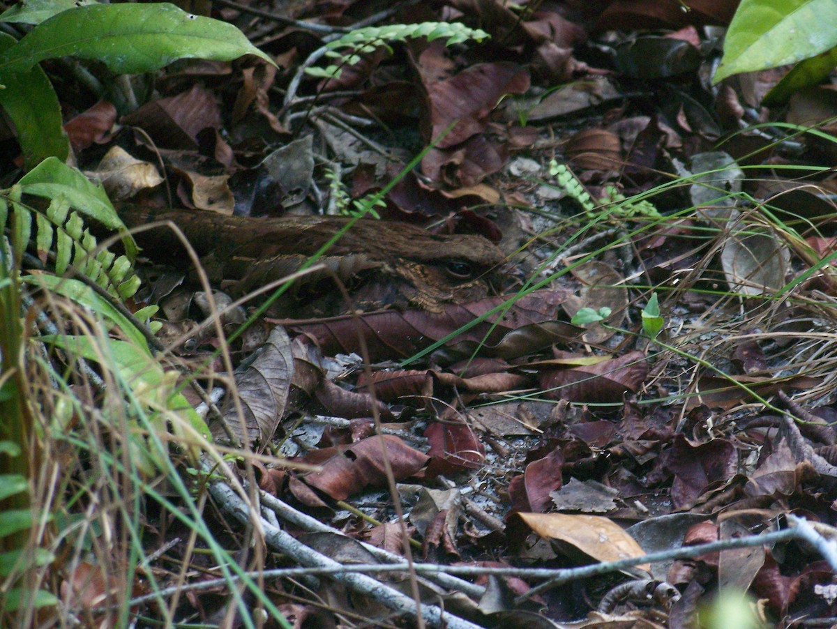 Common Pauraque - Michael Wickens