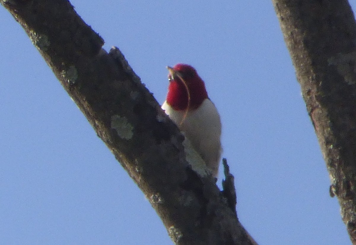 Red-headed Woodpecker - ML25996151