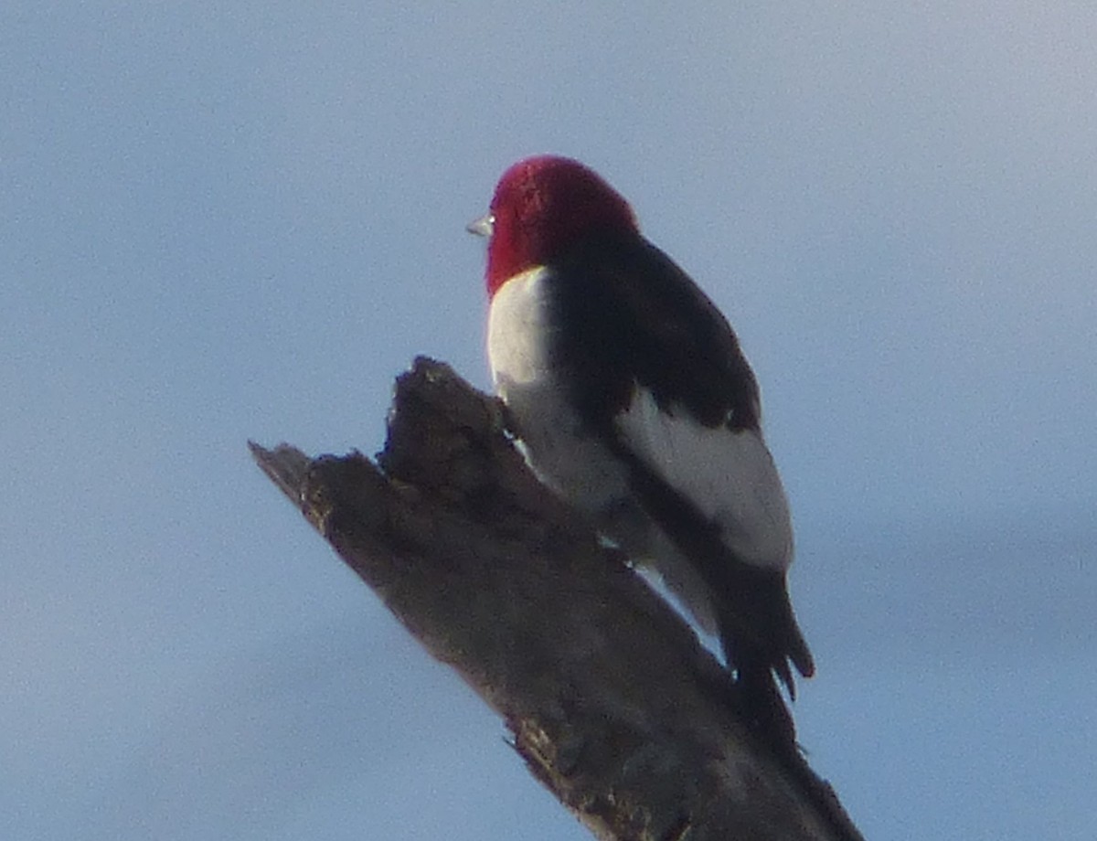 Red-headed Woodpecker - Mary  McMahon