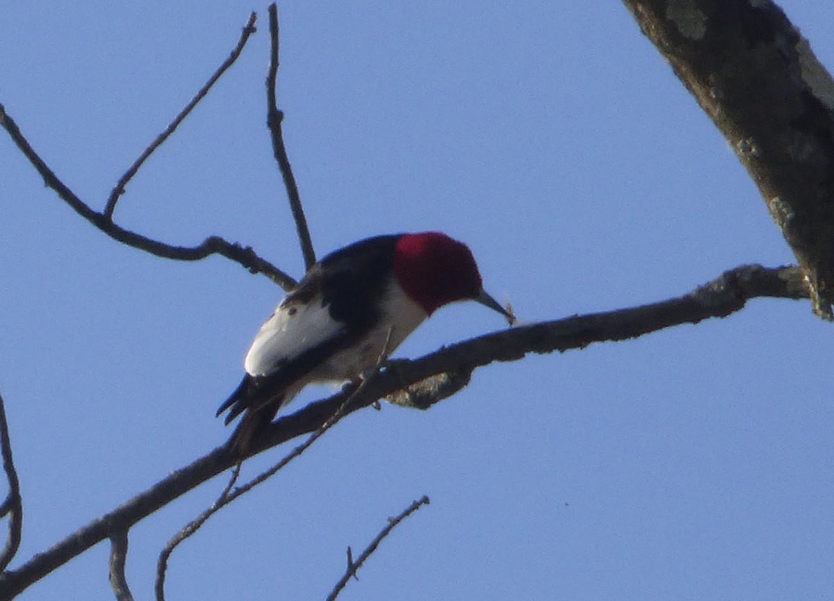 Red-headed Woodpecker - ML25996171