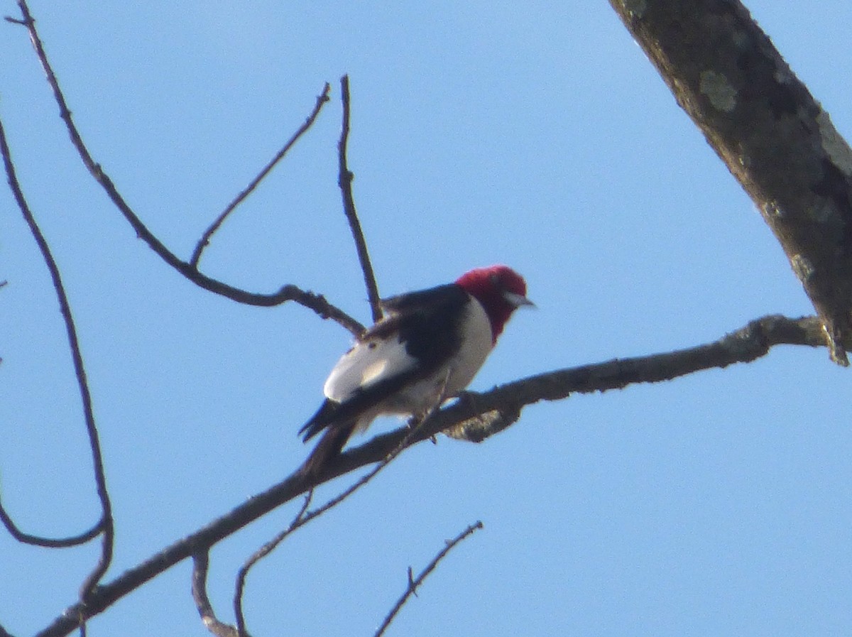 Red-headed Woodpecker - ML25996181