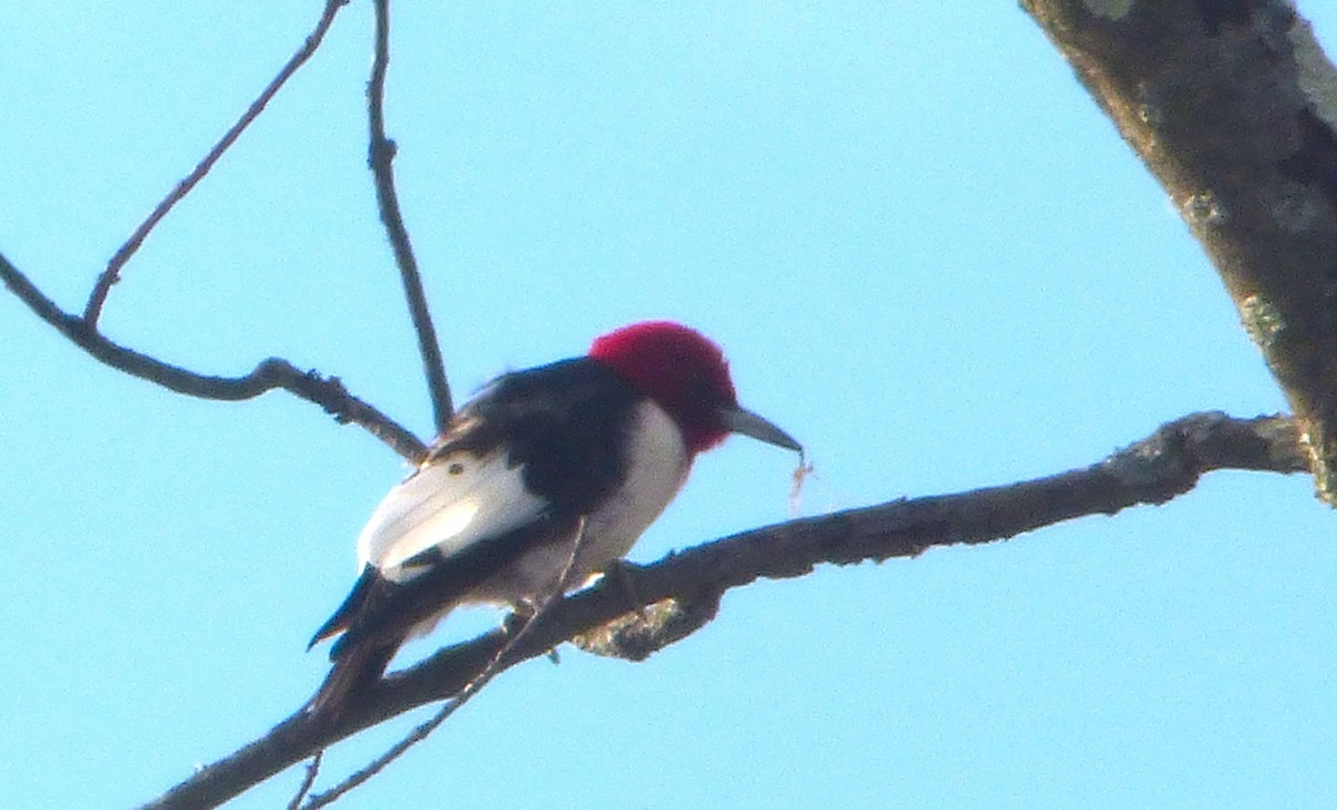 Pic à tête rouge - ML25996191