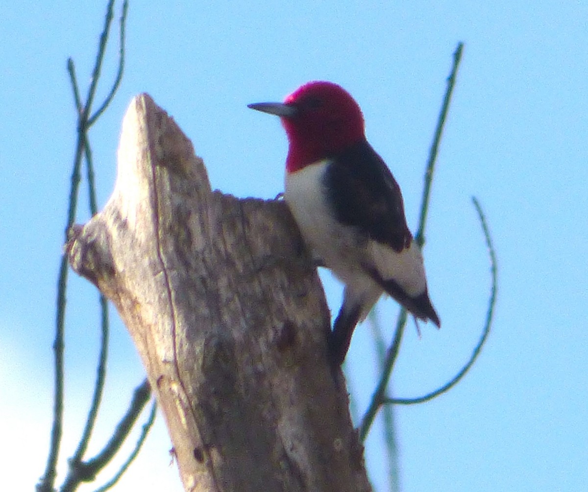 Pic à tête rouge - ML25996201