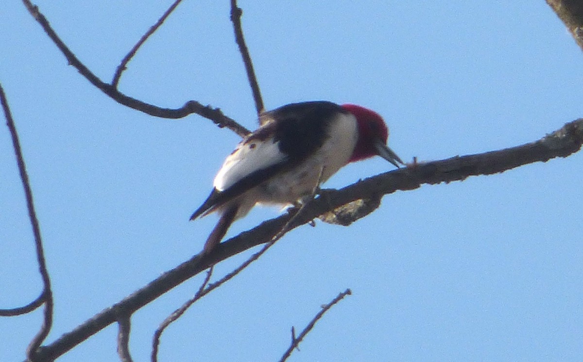 Red-headed Woodpecker - ML25996221