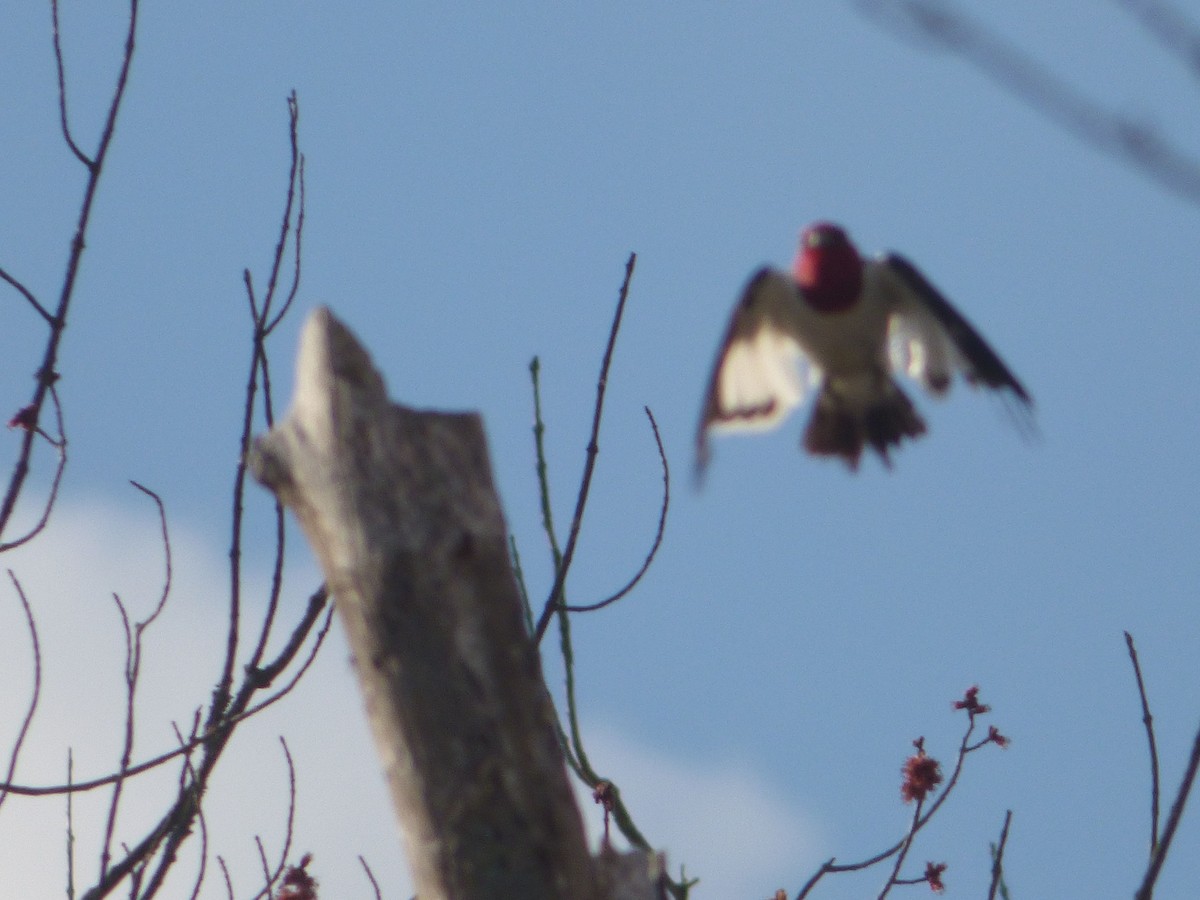 Red-headed Woodpecker - ML25996231