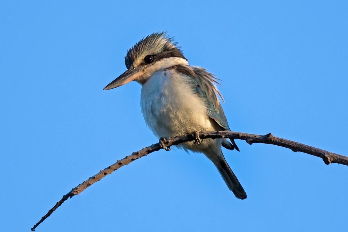 Red-backed Kingfisher - Terence Alexander