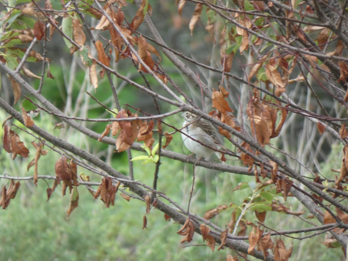 Lark Sparrow - ML259968171