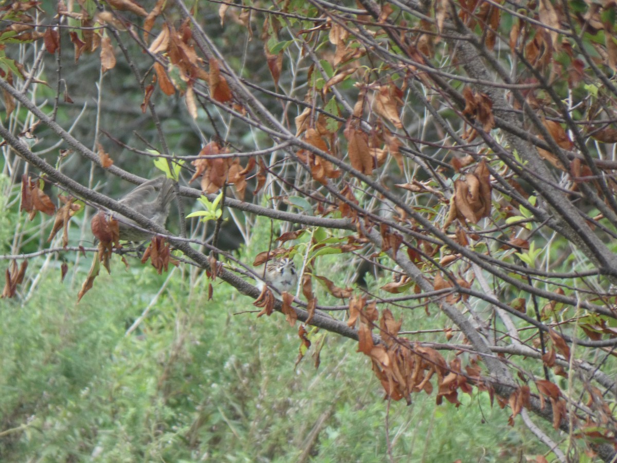 Lark Sparrow - ML259968191