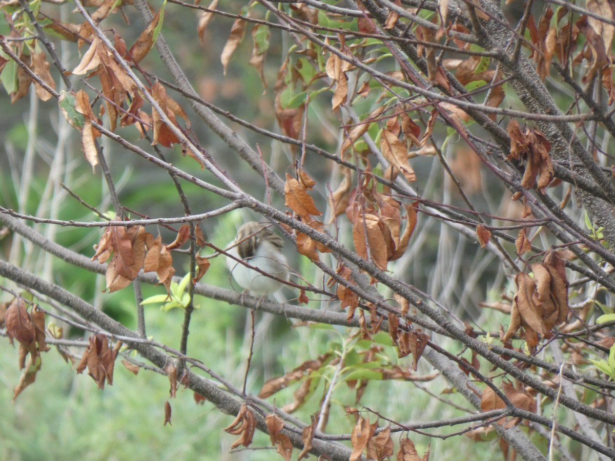 Lark Sparrow - ML259968241