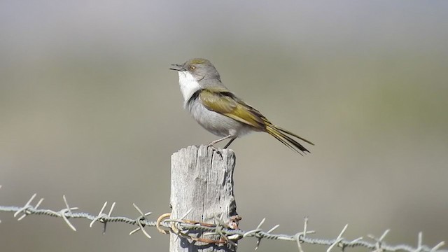 Yellow-rumped Eremomela - ML259969041