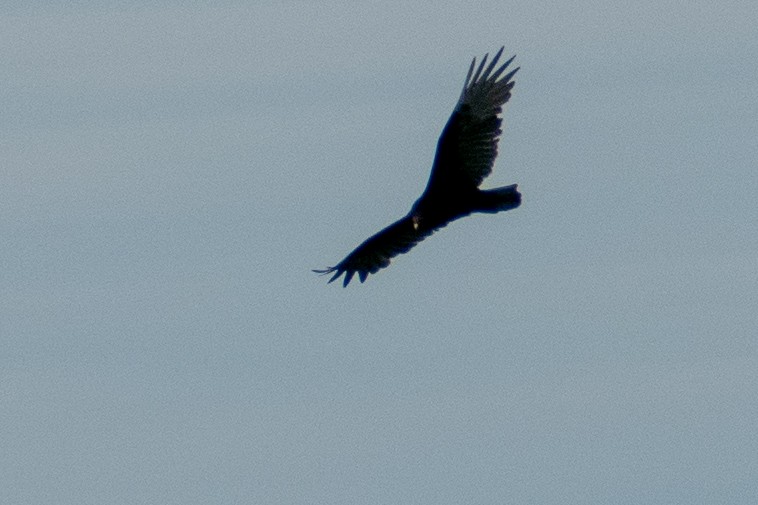 Turkey Vulture - Tara Plum