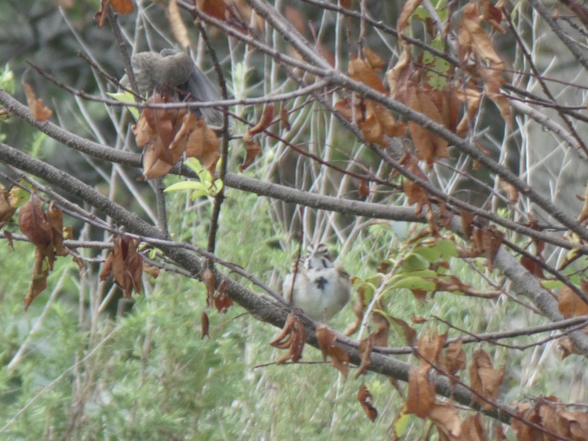 Lark Sparrow - ML259973961