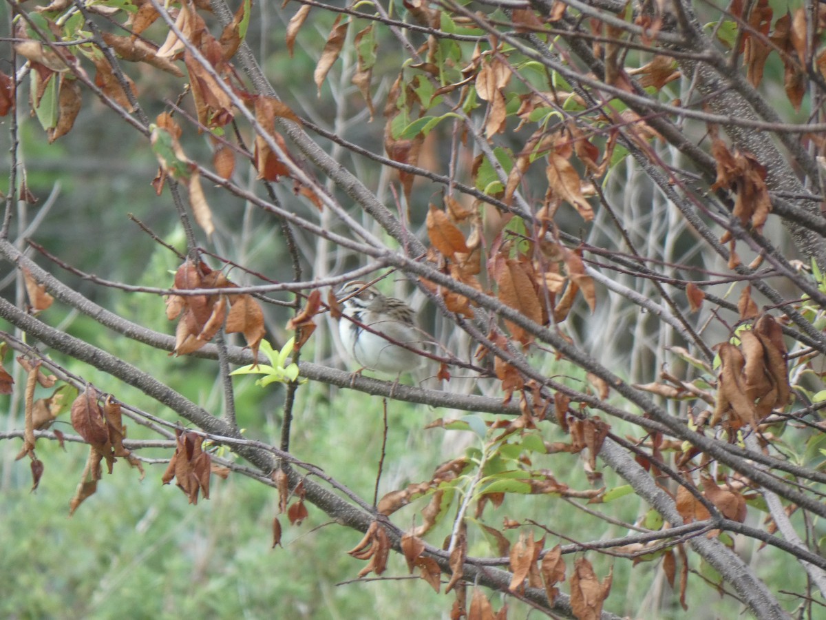 Lark Sparrow - ML259973991