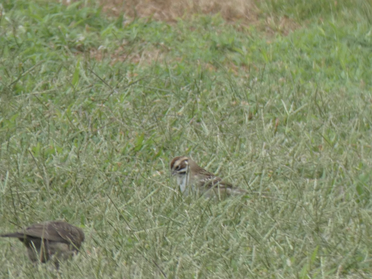 Lark Sparrow - ML259974351