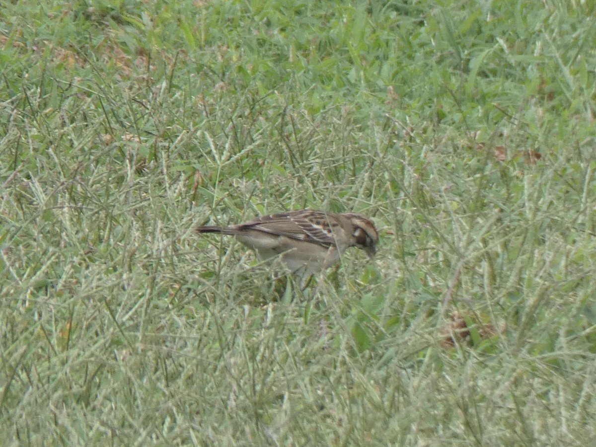 Lark Sparrow - Jonathan Andrew Perez