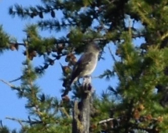 Western Wood-Pewee - ML259975181