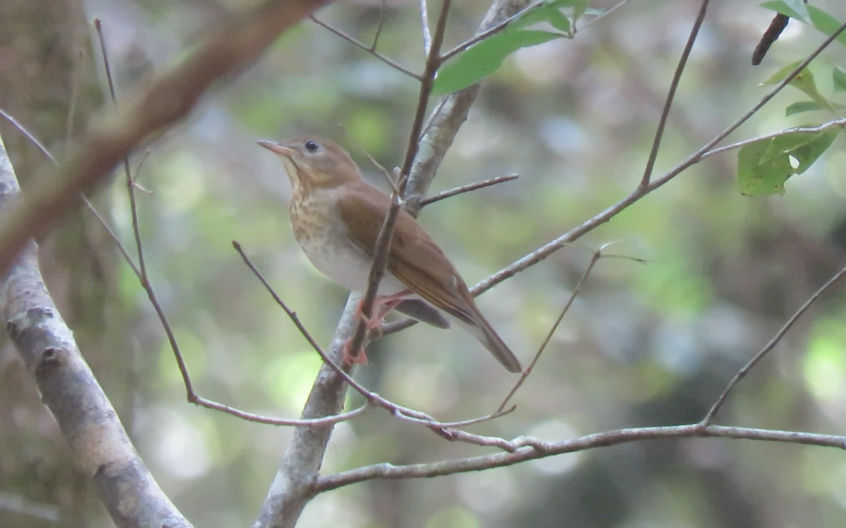 Veery - ML259975571