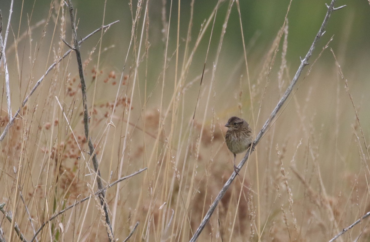 Song Sparrow (melodia/atlantica) - ML259978221