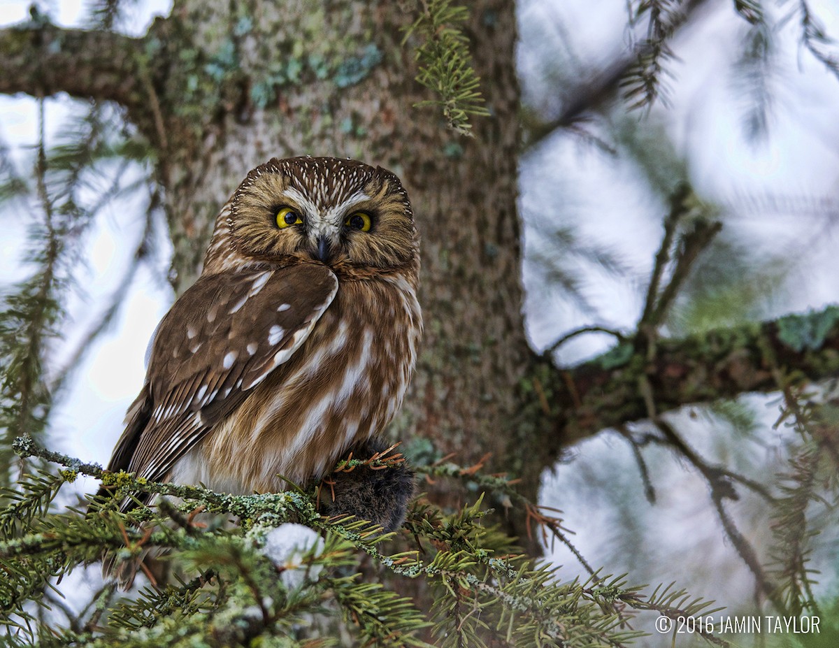 Northern Saw-whet Owl - Jamin Taylor