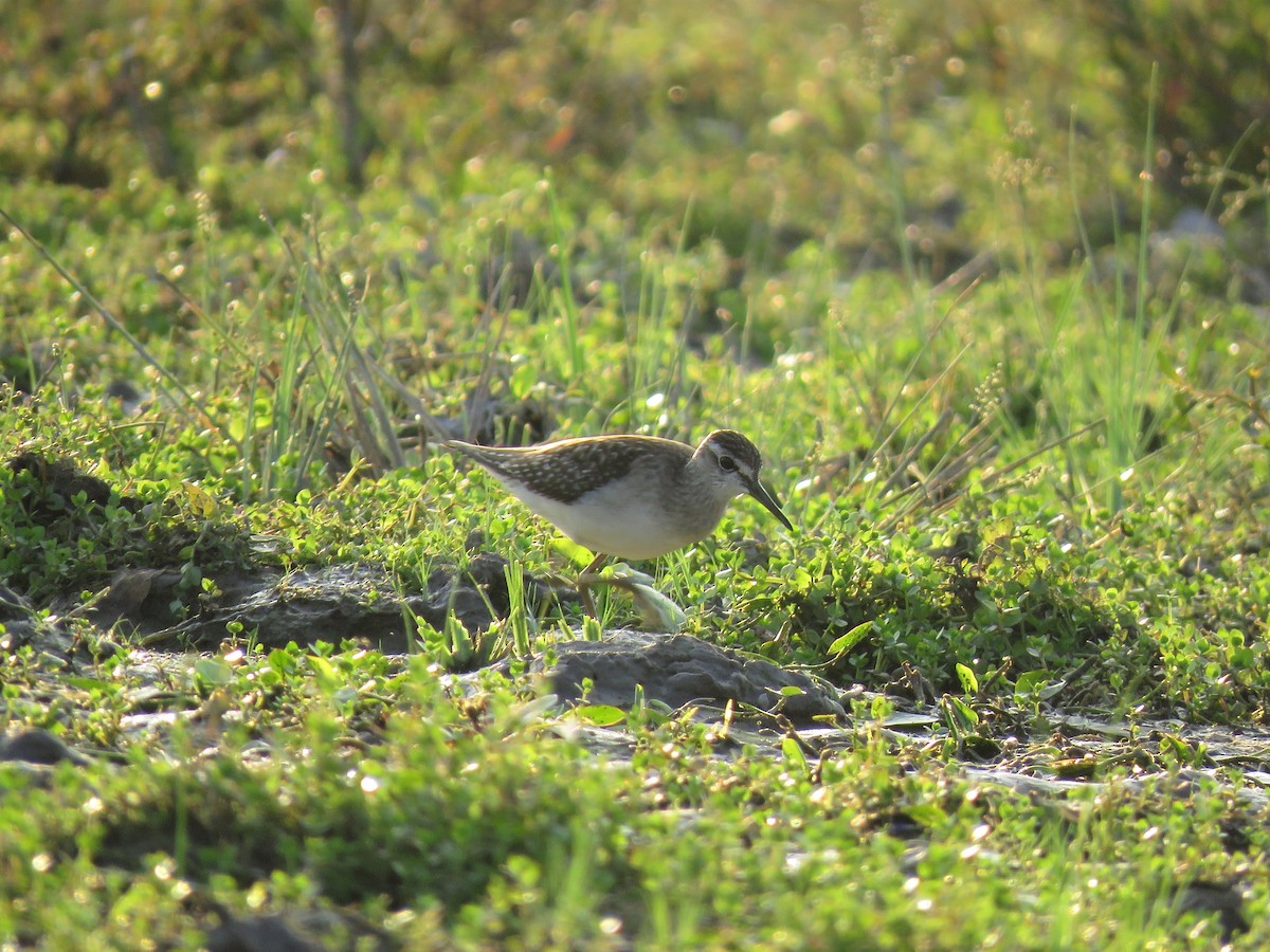 Wood Sandpiper - ML259979631