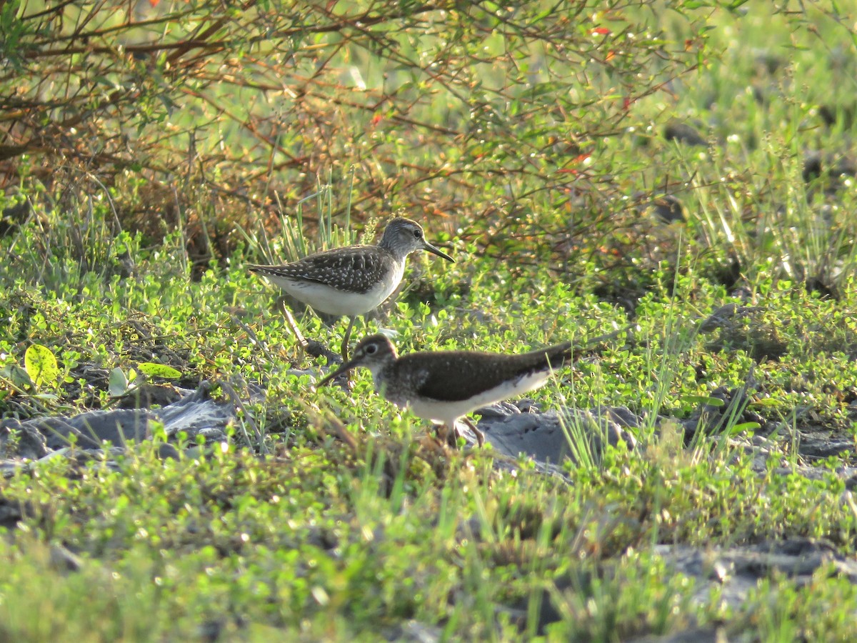 Wood Sandpiper - ML259979641