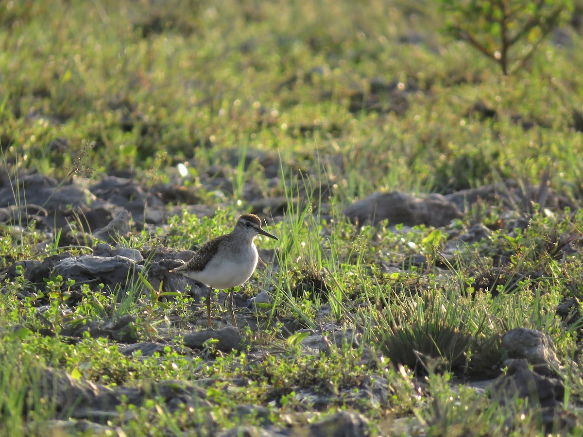 Wood Sandpiper - ML259979671