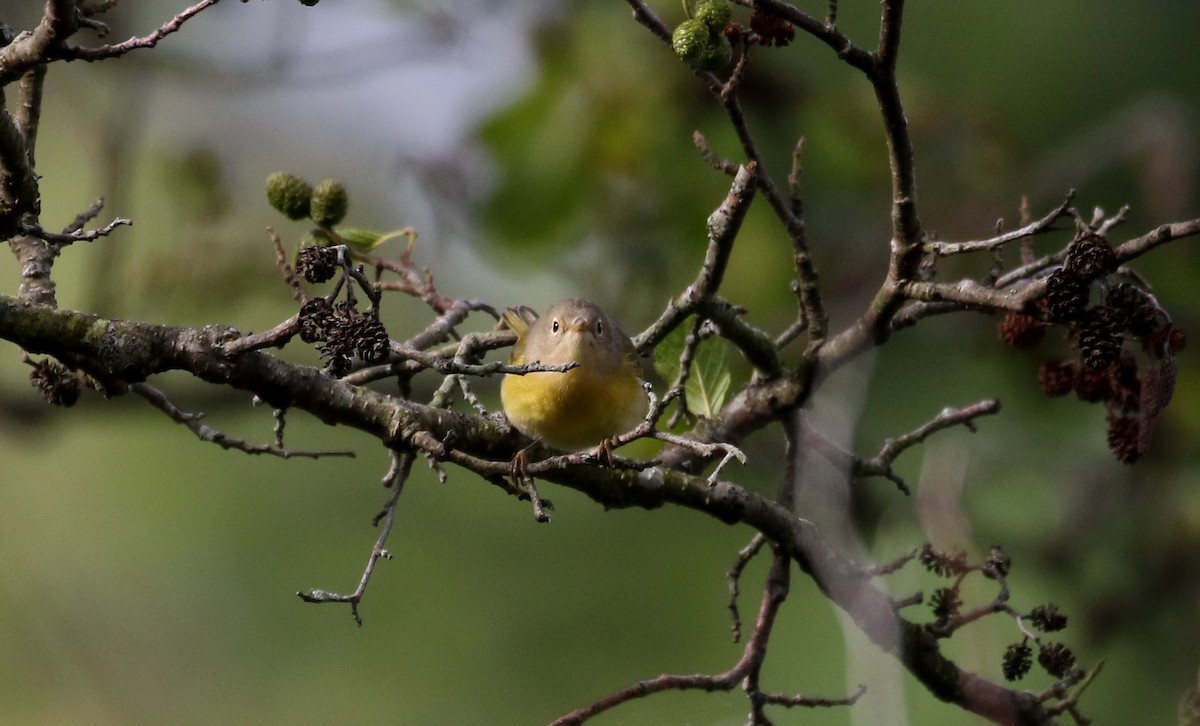 Nashville Warbler - Jay McGowan