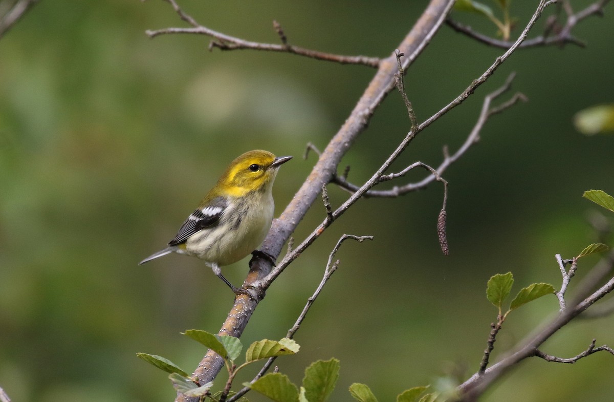 Black-throated Green Warbler - Jay McGowan