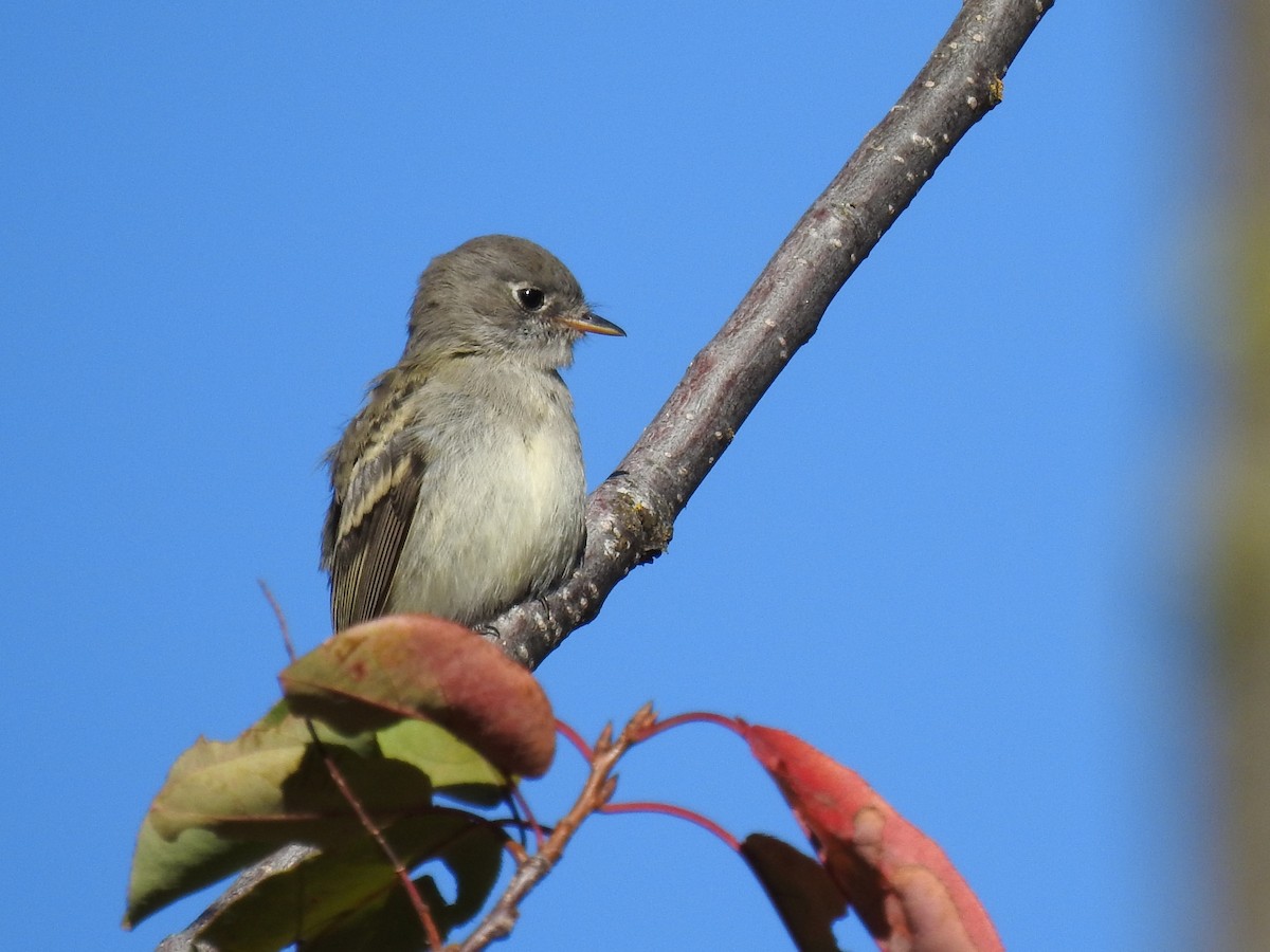 Dusky Flycatcher - Ben Meredyk