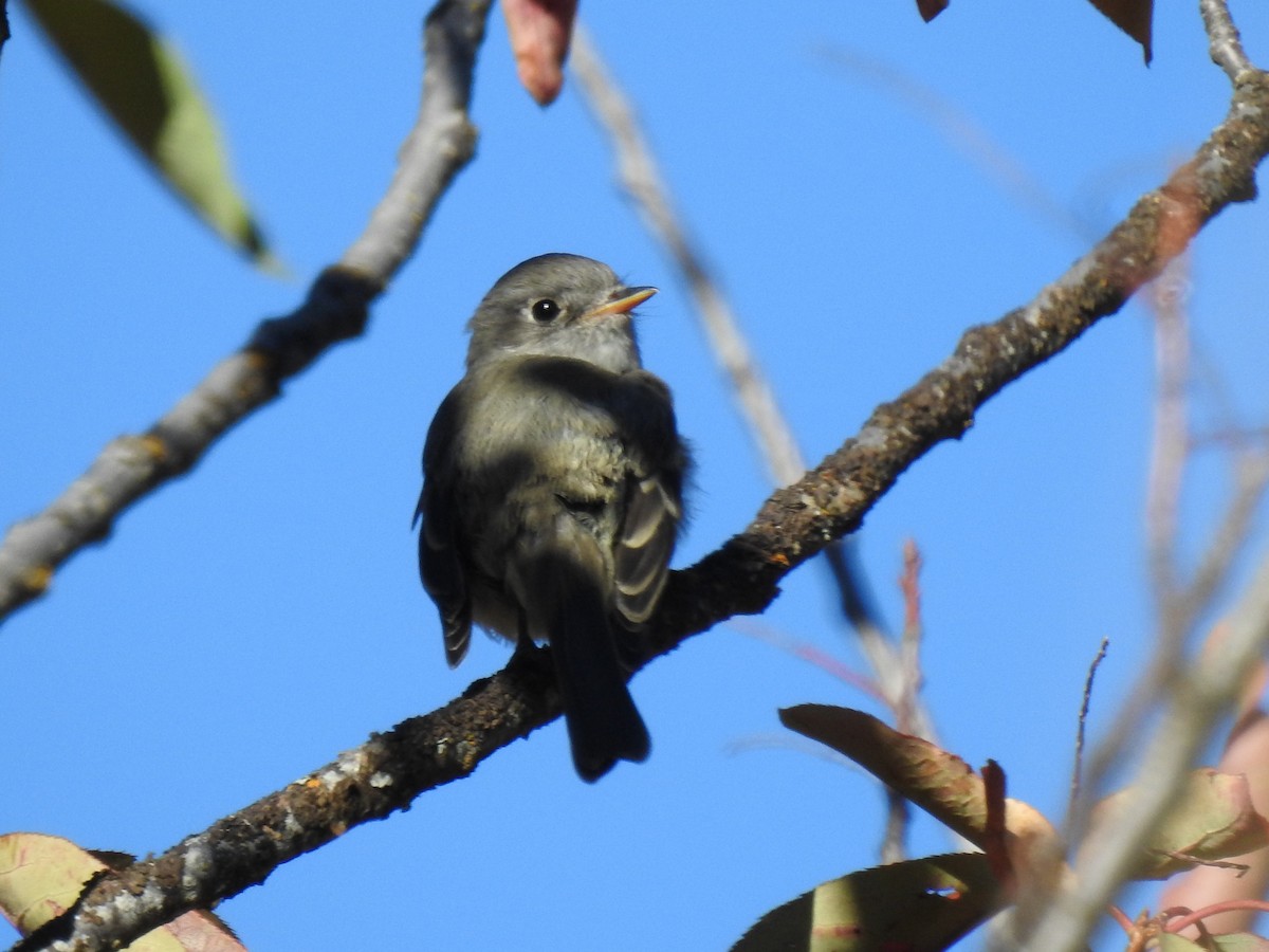 Dusky Flycatcher - ML259987771