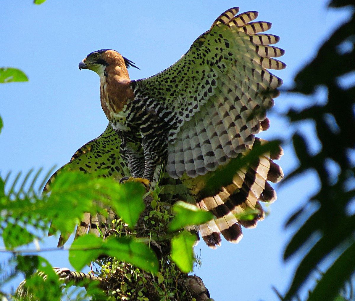 Ornate Hawk-Eagle - ML259989411