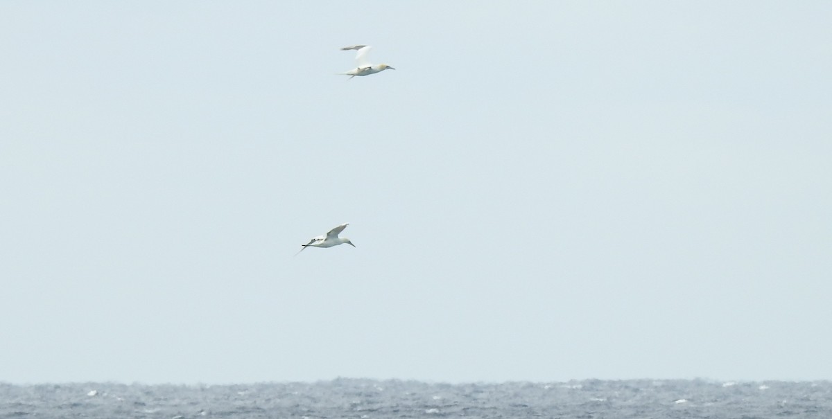 Northern Gannet - ML25999061