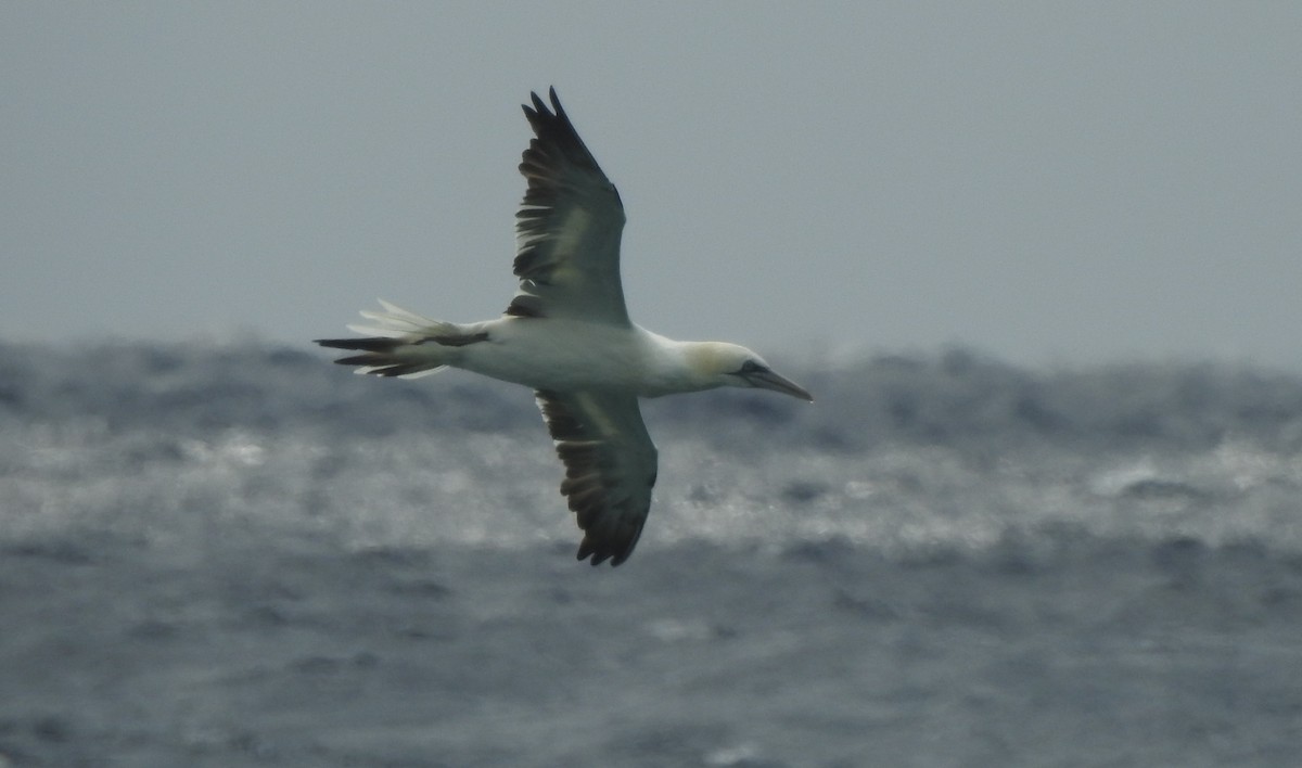 Northern Gannet - ML25999081