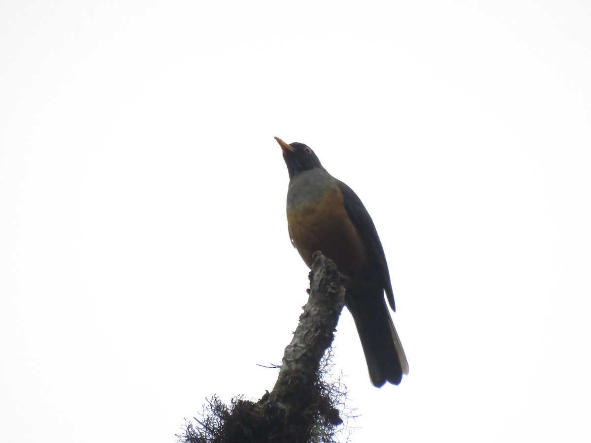 Chestnut-bellied Thrush - ML259991401