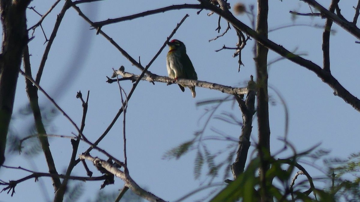 Coppersmith Barbet - ML259991441