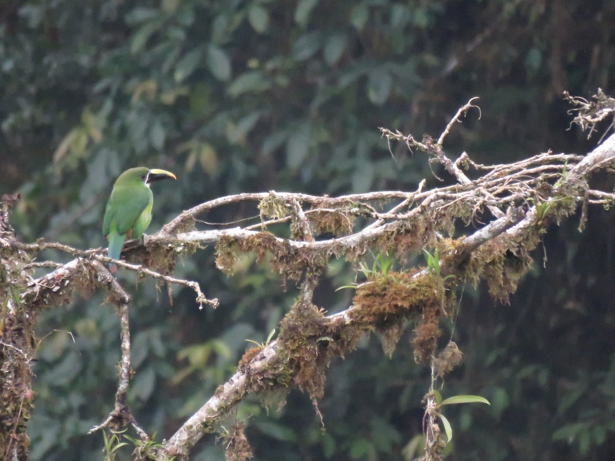 Southern Emerald-Toucanet (Andean) - ML259991491