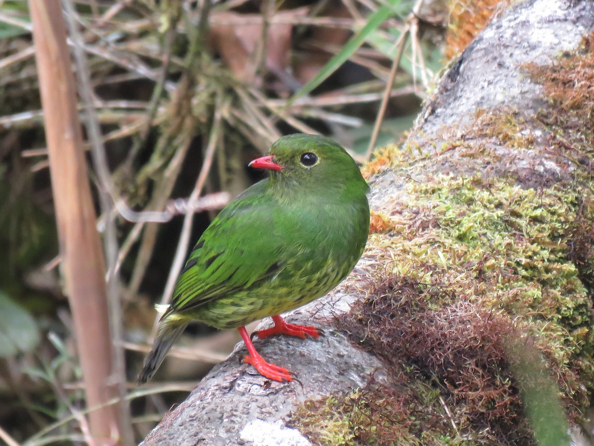 Green-and-black Fruiteater - ML259991831