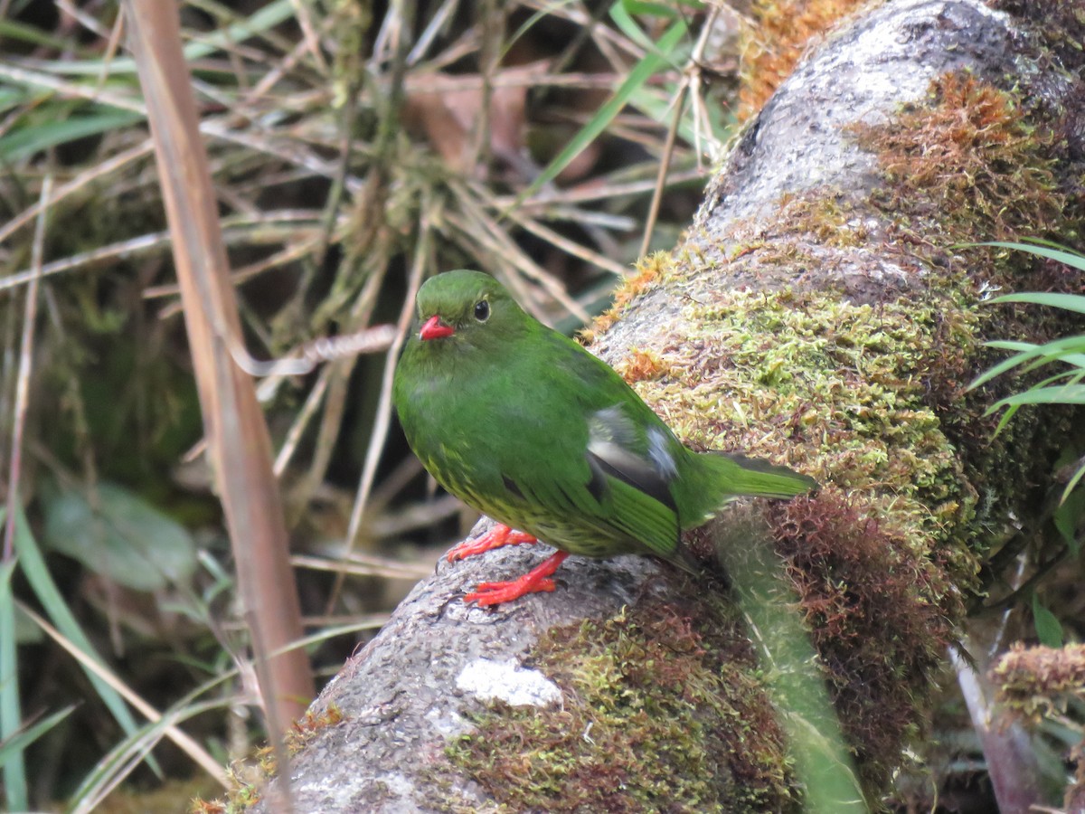 Green-and-black Fruiteater - ML259991851