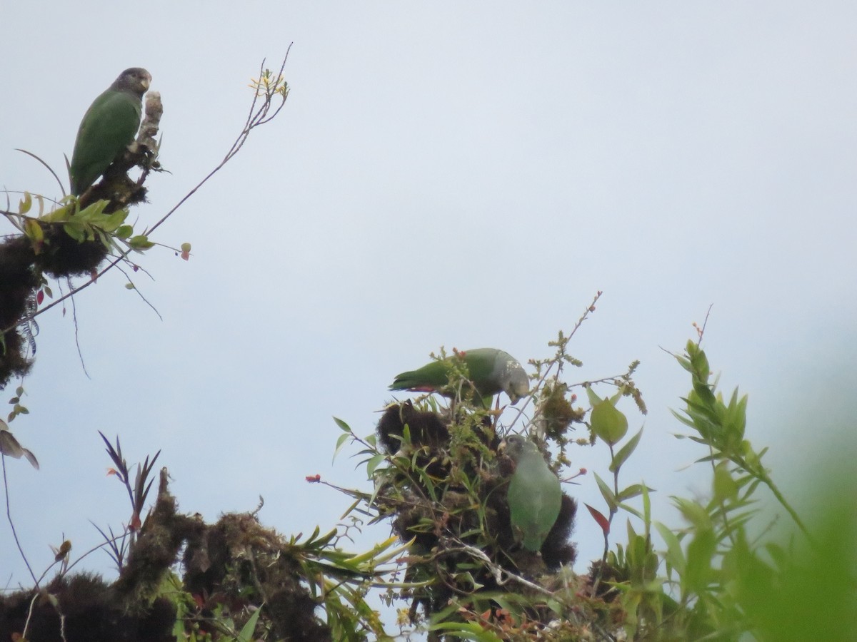 Speckle-faced Parrot (White-capped) - ML259992241
