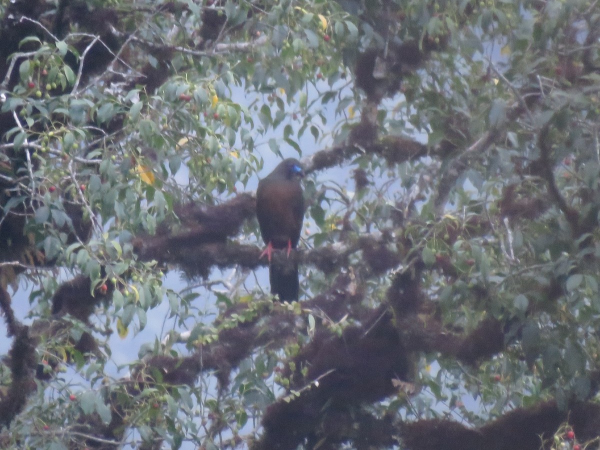 Sickle-winged Guan - ML259992291