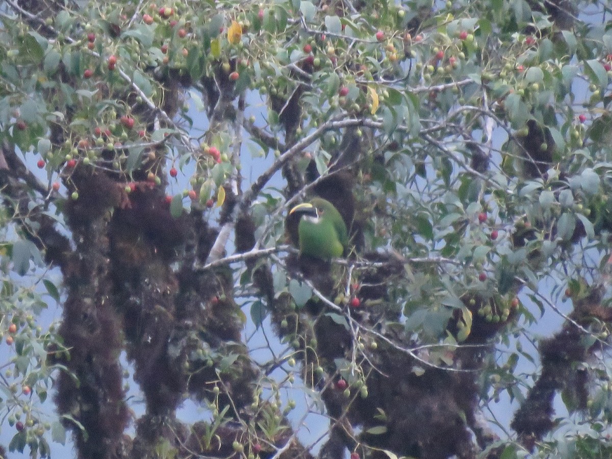 Southern Emerald-Toucanet (Andean) - ML259992371