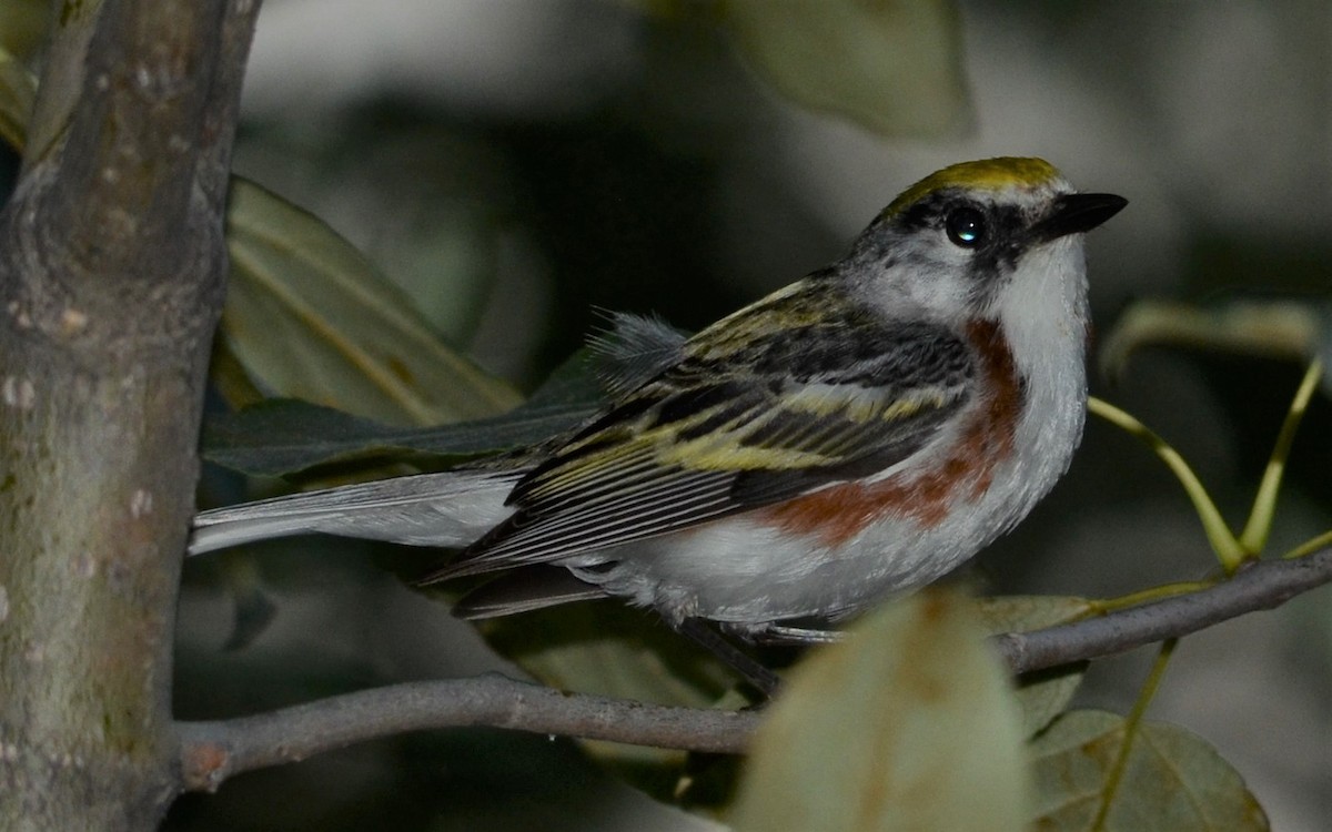 Chestnut-sided Warbler - Alex Gauthier