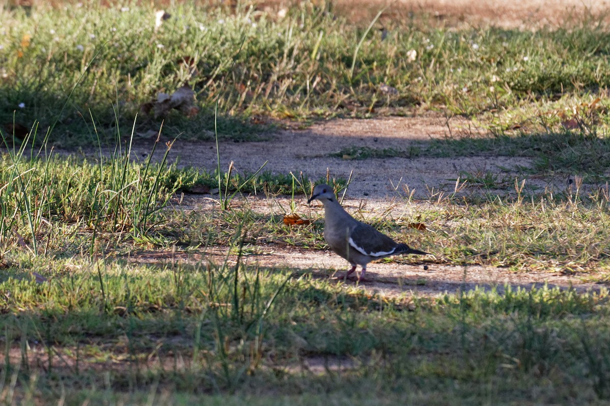 White-winged Dove - ML259992651