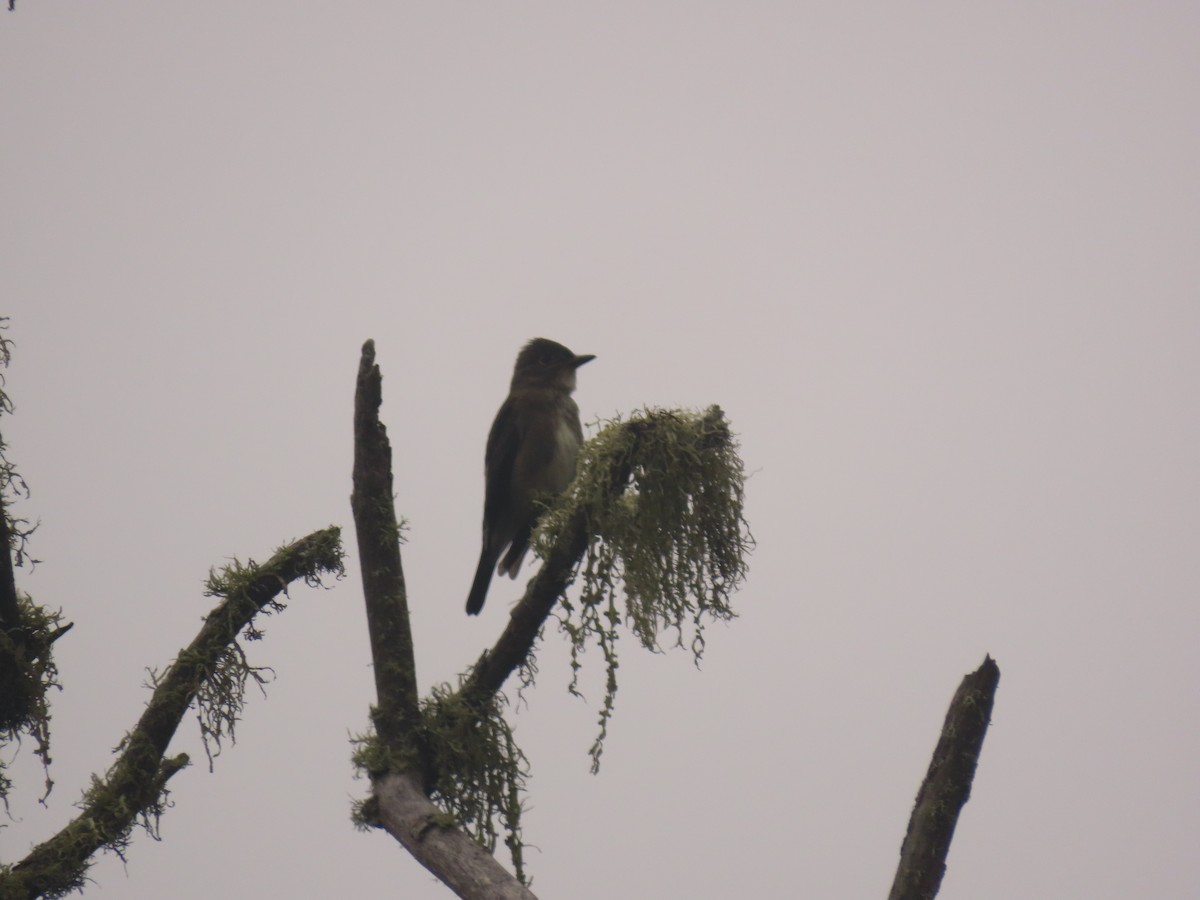 Olive-sided Flycatcher - ML259994041