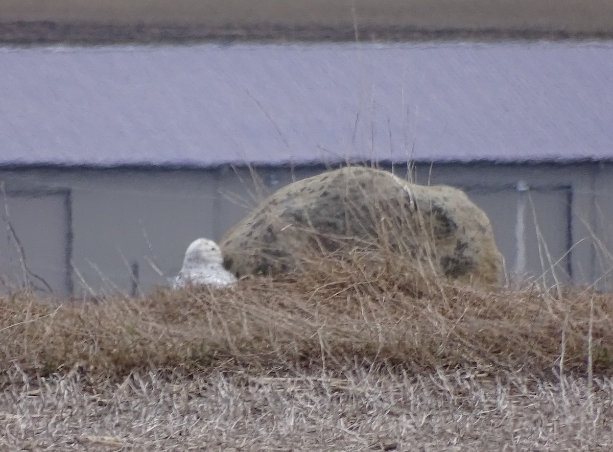 Snowy Owl - Kate Dike